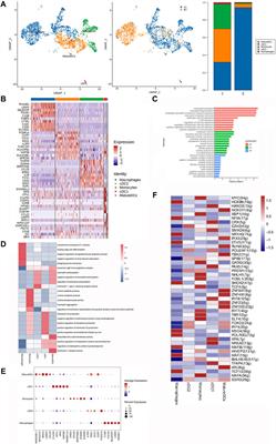 Single-cell RNA sequencing uncovers cellular heterogeneity and the progression of heterotopic ossification of the elbow